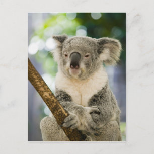 Australien, Queensland, Brisbane, Fig Tree Vykort