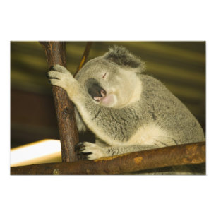 Australien, Queensland, Brisbane. Fikträd Fototryck