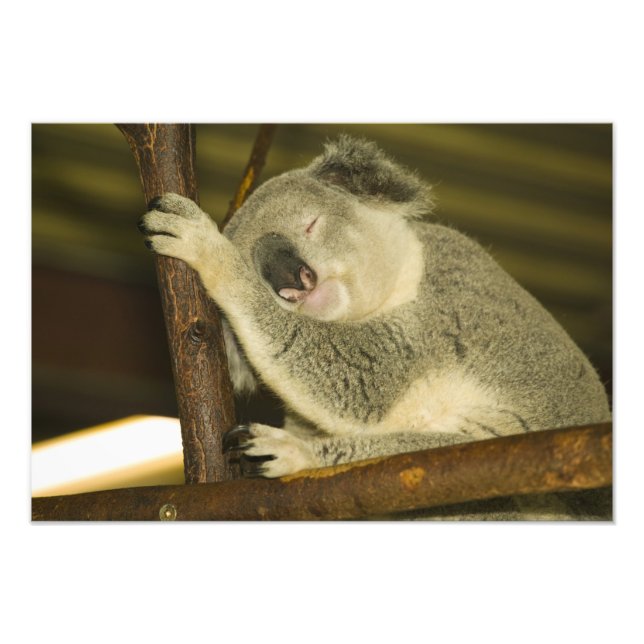 Australien, Queensland, Brisbane. Fikträd Fototryck (Framsidan)