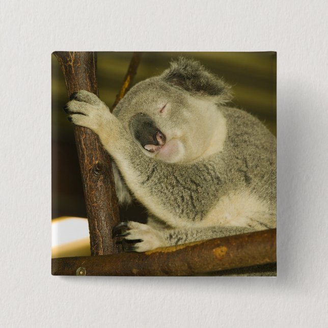 Australien, Queensland, Brisbane. Fikträd Knapp (Framsida)