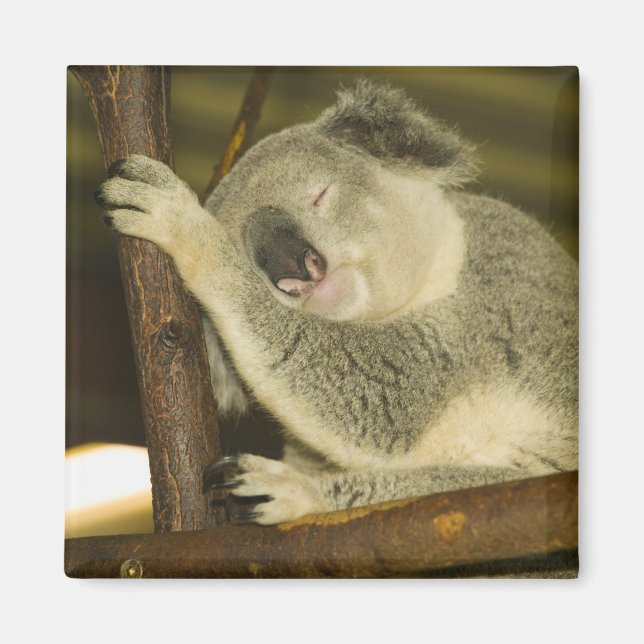 Australien, Queensland, Brisbane. Fikträd Magnet (Framsidan)