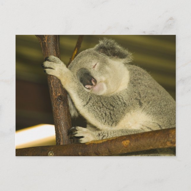 Australien, Queensland, Brisbane. Fikträd Vykort (Framsida)