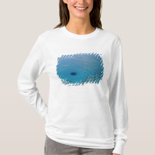 Australien, Queensland. Stora barriärrevet Tee
