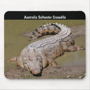Australien Saltwaterkrokodil Musmatta