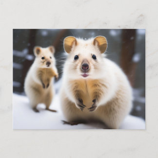 Australien Snö Quokka i Snö Snokka Vykort