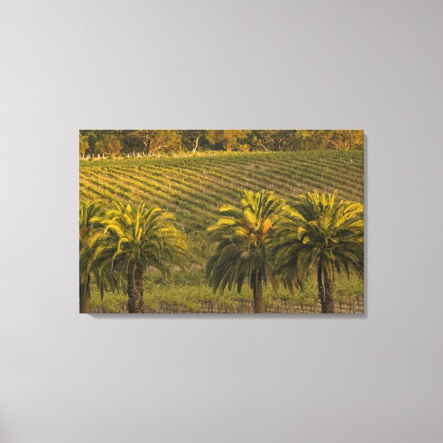 Australien, South Australia, Barossa Valley, Canvastryck (Framsida)