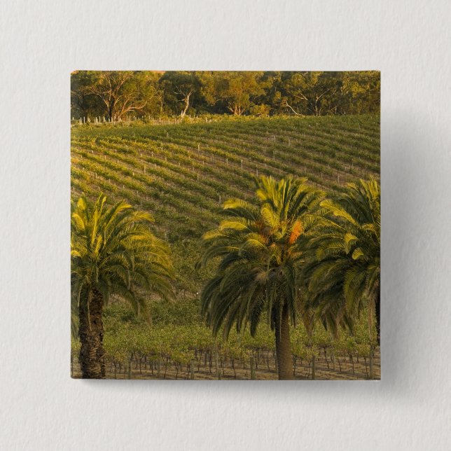 Australien, South Australia, Barossa Valley, Knapp (Framsida)