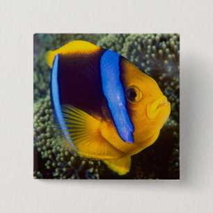 Australien, Stora barriärrevet, Anemonfisk Knapp