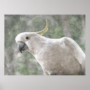 Australien Sulphur krönade kakadua Poster