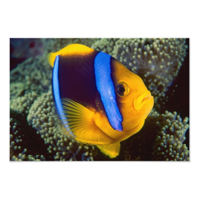 Australien, Underbara barriärrevet, Anemonefish Fototryck (Framsidan)
