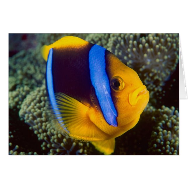 Australien, Underbara barriärrevet, Anemonefish Hälsningskort (Framsidan Horizontal)
