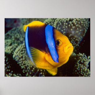 Australien, Underbara barriärrevet, Anemonefish Poster