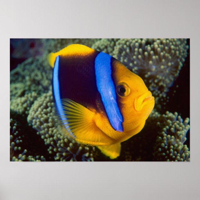 Australien, Underbara barriärrevet, Anemonefish Poster (Framsidan)