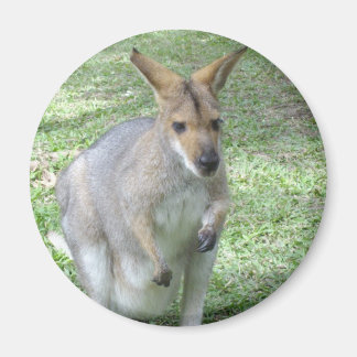 Australien Wallaby Magnet