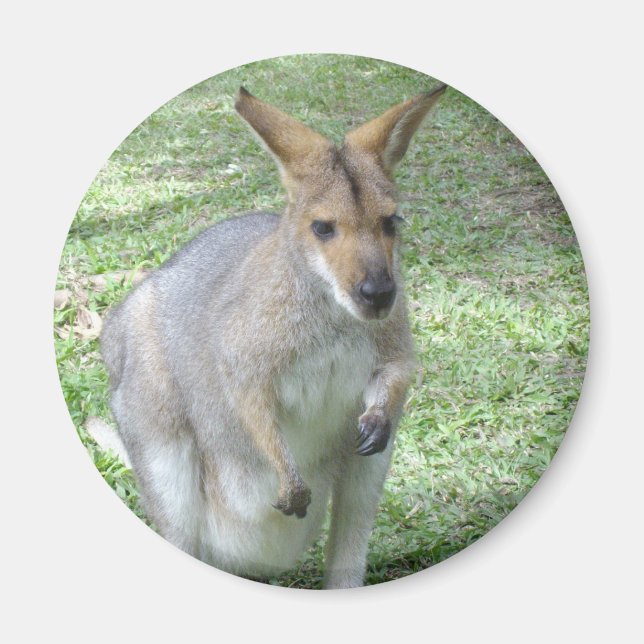 Australien Wallaby Magnet (Framsidan)