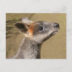 Australien - Wallaby Postcard Vykort