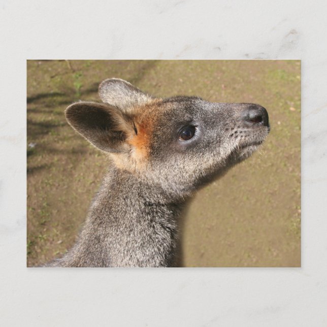 Australien - Wallaby Postcard Vykort (Framsida)