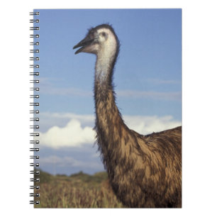 Australien, Western Australia. Emu (Dromaius Anteckningsbok