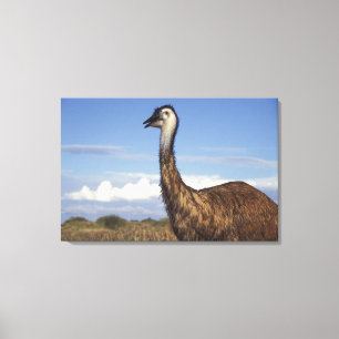 Australien, Western Australia. Emu (Dromaius Canvastryck