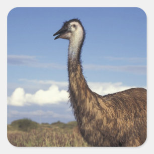 Australien, Western Australia. Emu (Dromaius Fyrkantigt Klistermärke