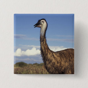 Australien, Western Australia. Emu (Dromaius Knapp