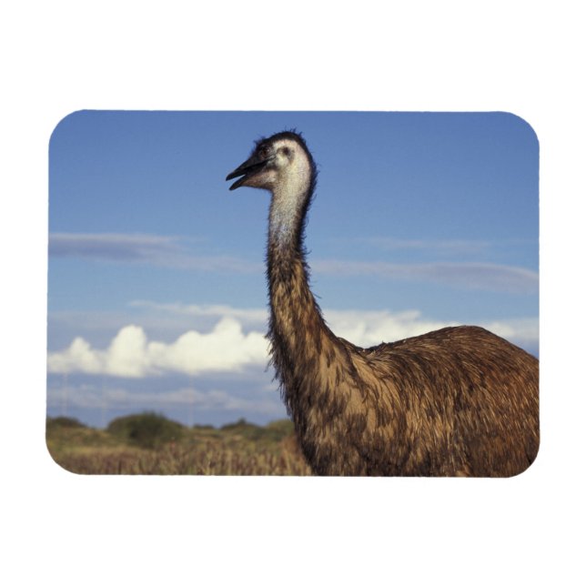 Australien, Western Australia. Emu (Dromaius Magnet (Horisontell)