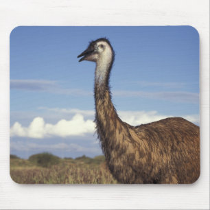 Australien, Western Australia. Emu (Dromaius Musmatta