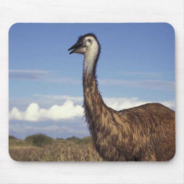 Australien, Western Australia. Emu (Dromaius Musmatta (Framsidan)