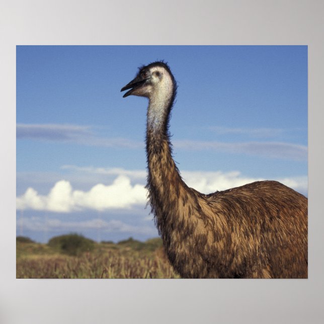 Australien, Western Australia. Emu (Dromaius Poster (Framsidan)