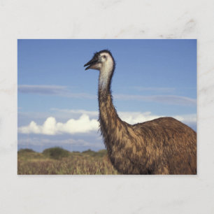 Australien, Western Australia. Emu (Dromaius Vykort