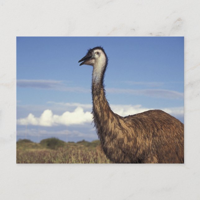 Australien, Western Australia. Emu (Dromaius Vykort (Framsida)