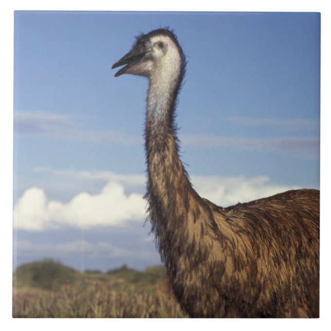 Australien, Westerna Australien. Emu (Dromaius) Kakelplatta (Framsidan)