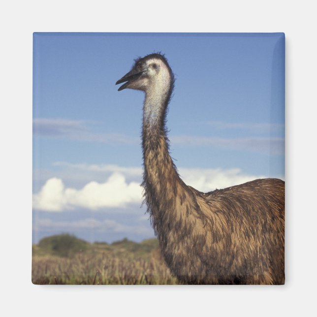 Australien, Westerna Australien. Emu (Dromaius) Magnet (Framsidan)