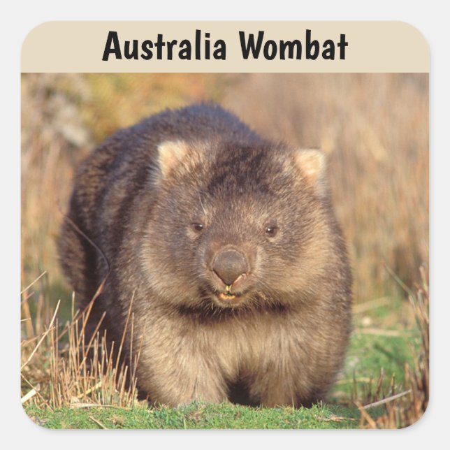 Australien Wombat Fyrkantigt Klistermärke (Framsida)