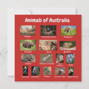 Australiens djur