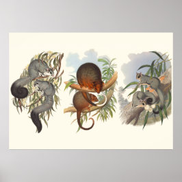 Australiens djur: de tre Possumas Poster