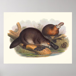 Australiens djur den Anka-fakturerade platypus Poster