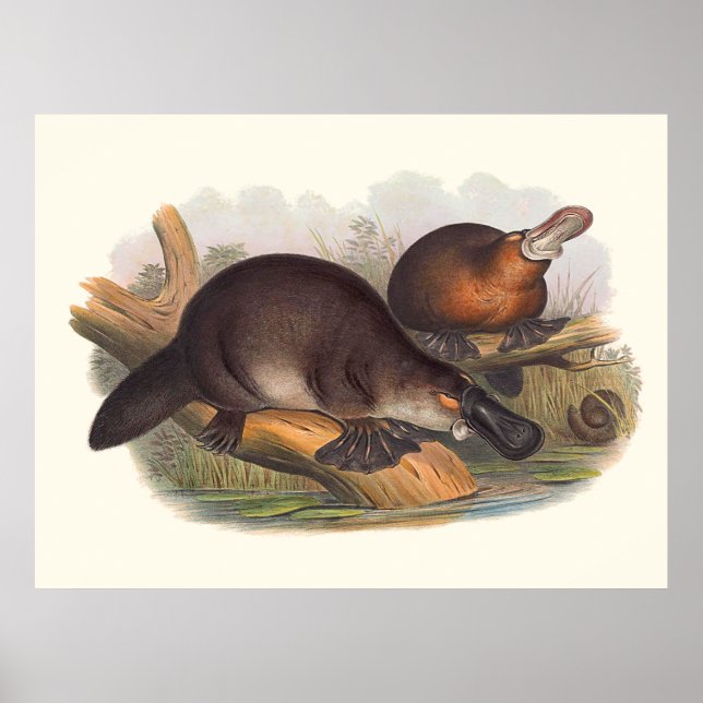 Australiens djur den Anka-fakturerade platypus Poster (Framsidan)