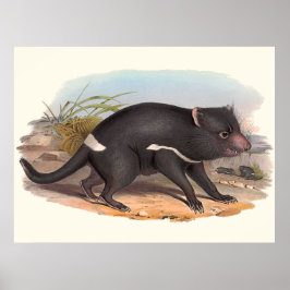 Australiens djur Tasmanian Djävulen Poster