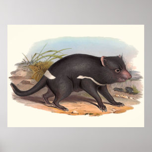 Australiens djur Tasmanian Djävulen Poster