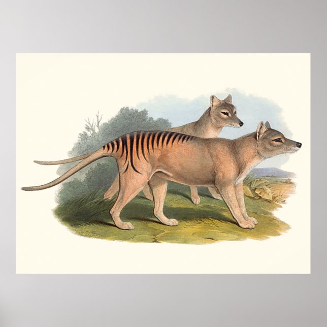 Australiens djur Tasmanian Tiger Poster (Framsidan)