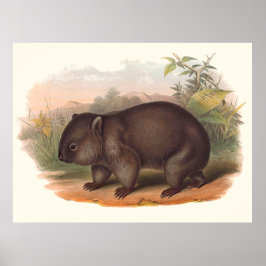 Australiens djur Wombat Poster