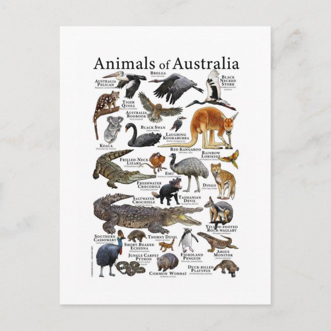 Australiens djurdiagram vykort (Framsida)