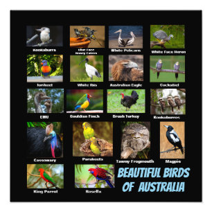 Australiens fåglar fototryck