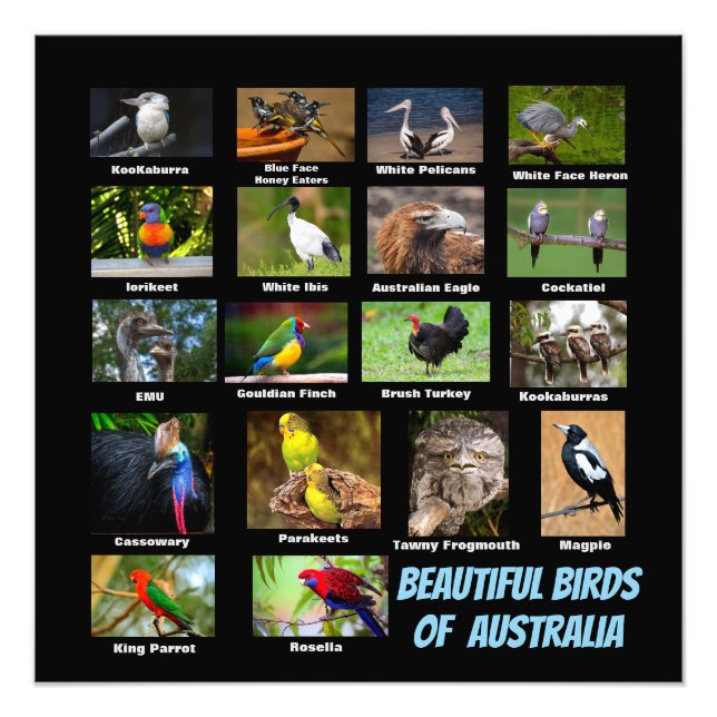 Australiens fåglar fototryck (Framsidan)