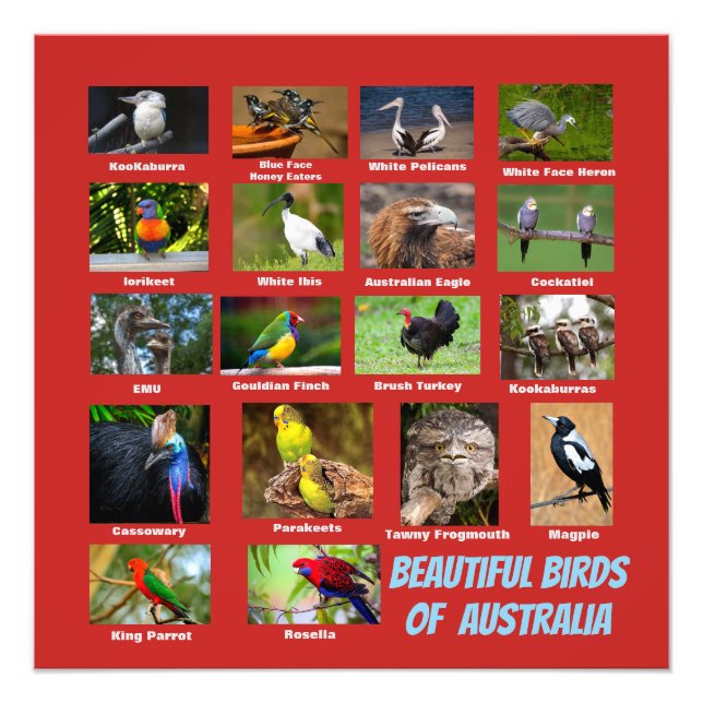 Australiens fåglar fototryck (Framsidan)