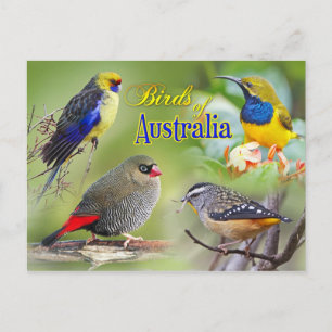 Australiens fåglar vykort