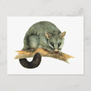Australiens gemensamma Brushtailed Possum Vykort