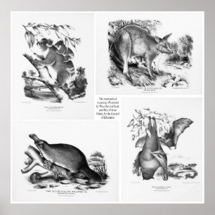 Australiens stora däggdjur skriver ut poster
