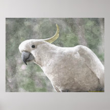 Australiens svavel Crested Cockatoo